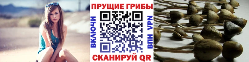 Купить закладки  Владикавказ  Псилоцибиновые грибы мухоморы 